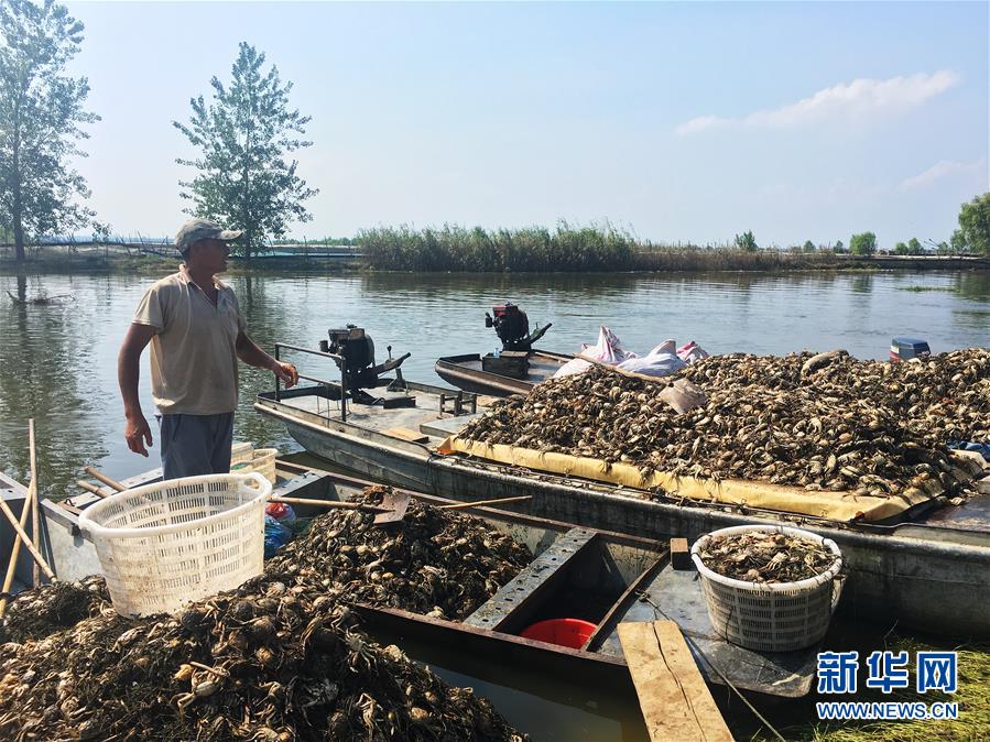 （新華視點(diǎn)·圖文互動(dòng)）（1）上游洪水來(lái)襲下游魚(yú)蟹死亡，泄洪為何變泄污？