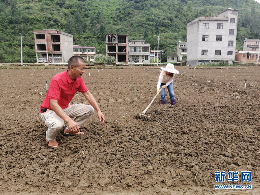 （決戰決勝脫貧攻堅·圖文互動）（2）貴州：農業保險“花小錢”保收入穩市場