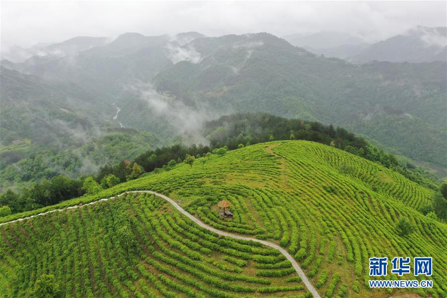 （走向我們的小康生活·圖文互動）（8）綠了青山，紅了日子——秦巴山區(qū)群眾繪出小康“調(diào)色板”