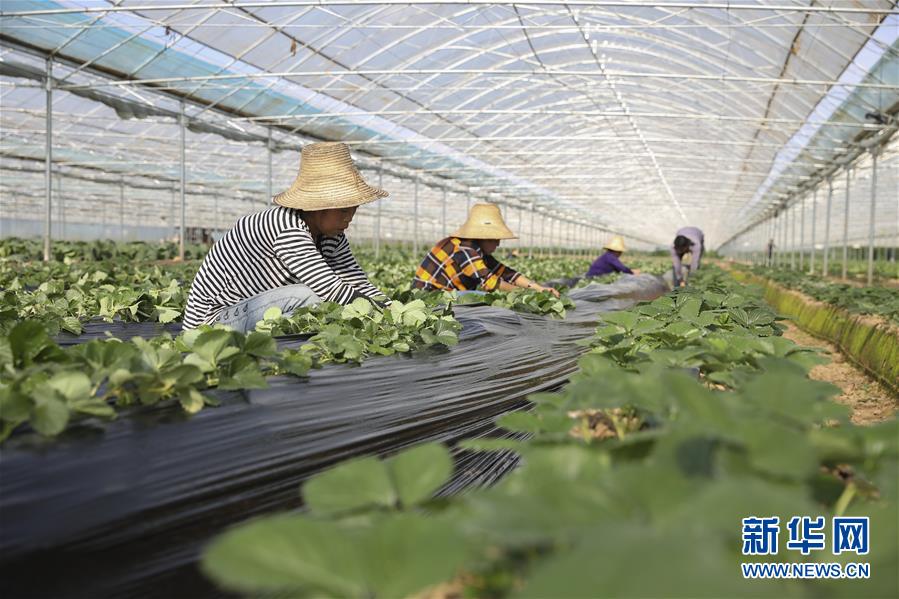 （新華全媒頭條·決戰決勝脫貧攻堅·督戰未摘帽貧困縣·圖文互動）（12）不獲全勝，決不收兵——全國52個掛牌督戰貧困縣脫貧攻堅紀實
