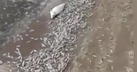 調(diào)查！藍(lán)綠藻暴發(fā) 俄多地魚類大規(guī)模死亡