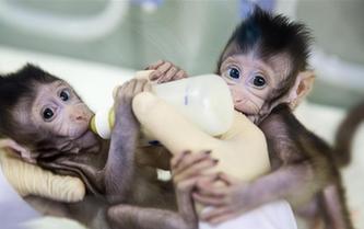 重大突破！兩只克隆猴在中國誕生
